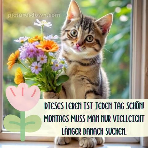 Ich wünsche ihnen einen guten start in die woche bild Katze kostenlos