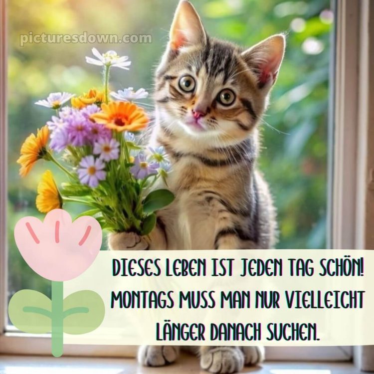 Ich wünsche ihnen einen guten start in die woche bild Katze kostenlos