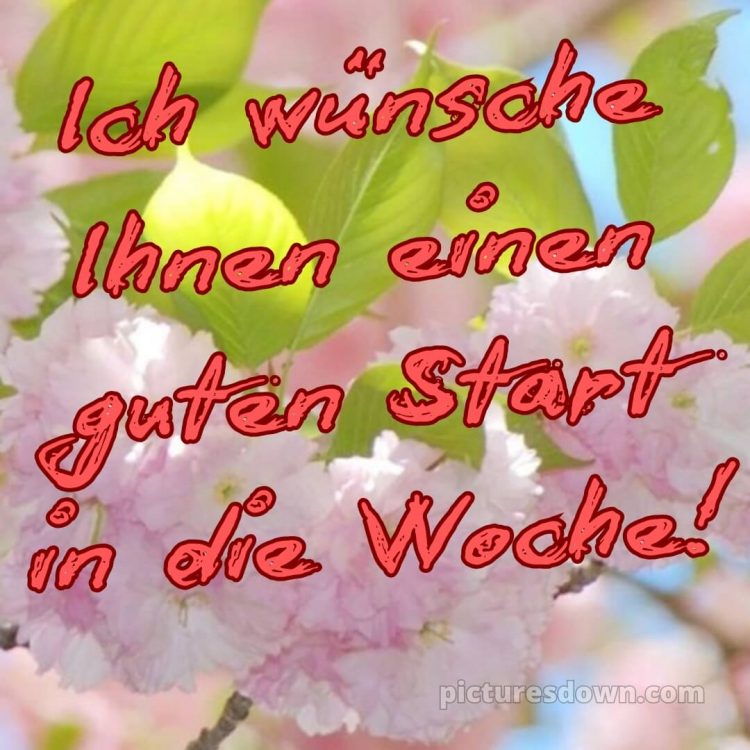 Ich wünsche ihnen einen guten start in die woche bild Blätter kostenlos