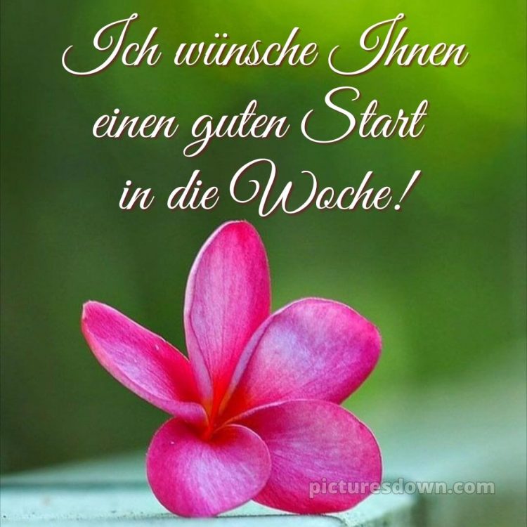 Ich wünsche ihnen einen guten start in die woche bild Blume kostenlos