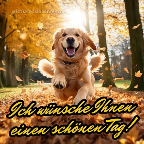 Ich wünsche ihnen einen schönen tag bild Hund kostenlos