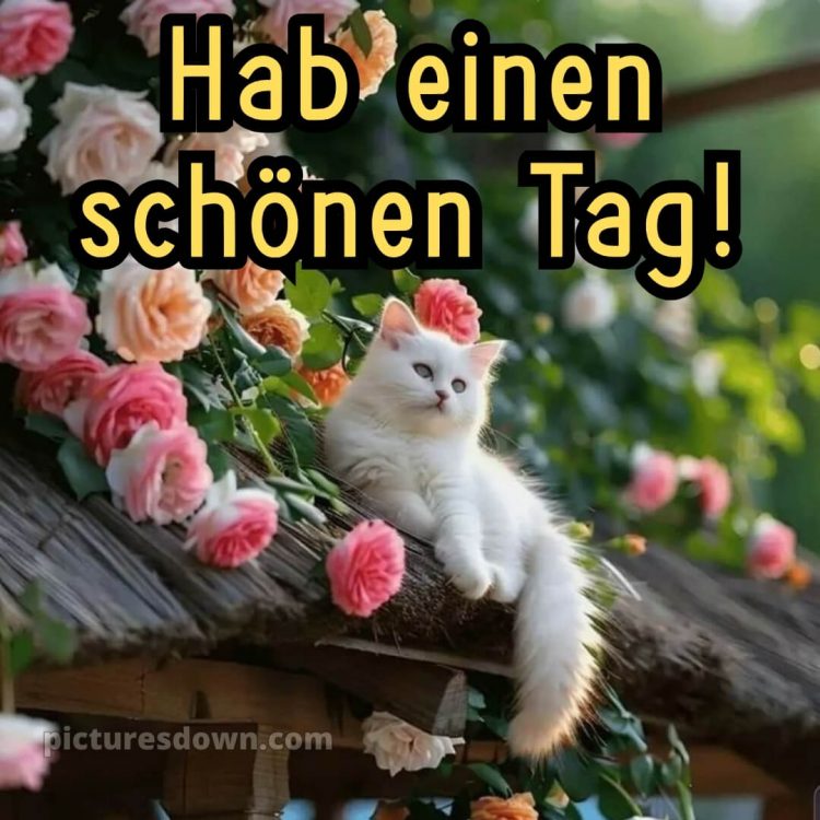 Ich wünsche ihnen einen schönen tag bild Katze kostenlos