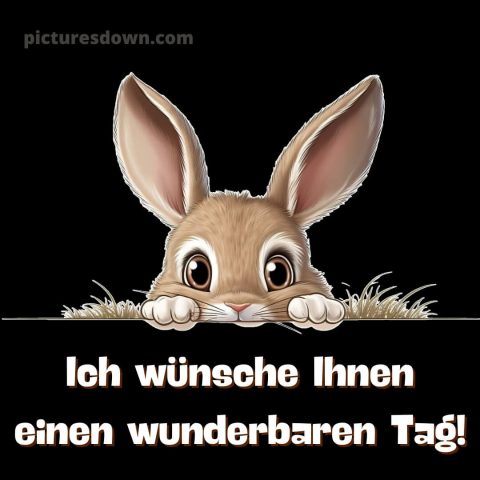 Ich wünsche ihnen einen schönen tag alternative bild Hase kostenlos