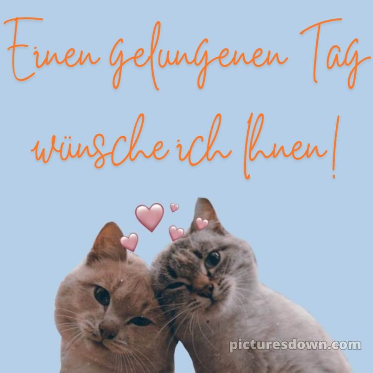Ich wünsche ihnen einen schönen tag alternative bild Katzen kostenlos