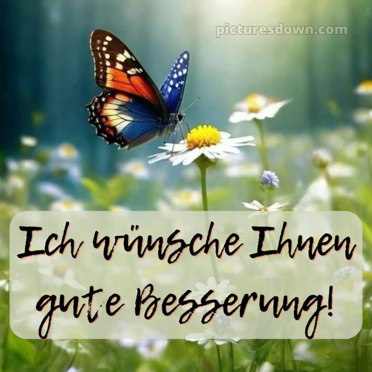 Ich wünsche ihnen gute besserung bild Schmetterling kostenlos