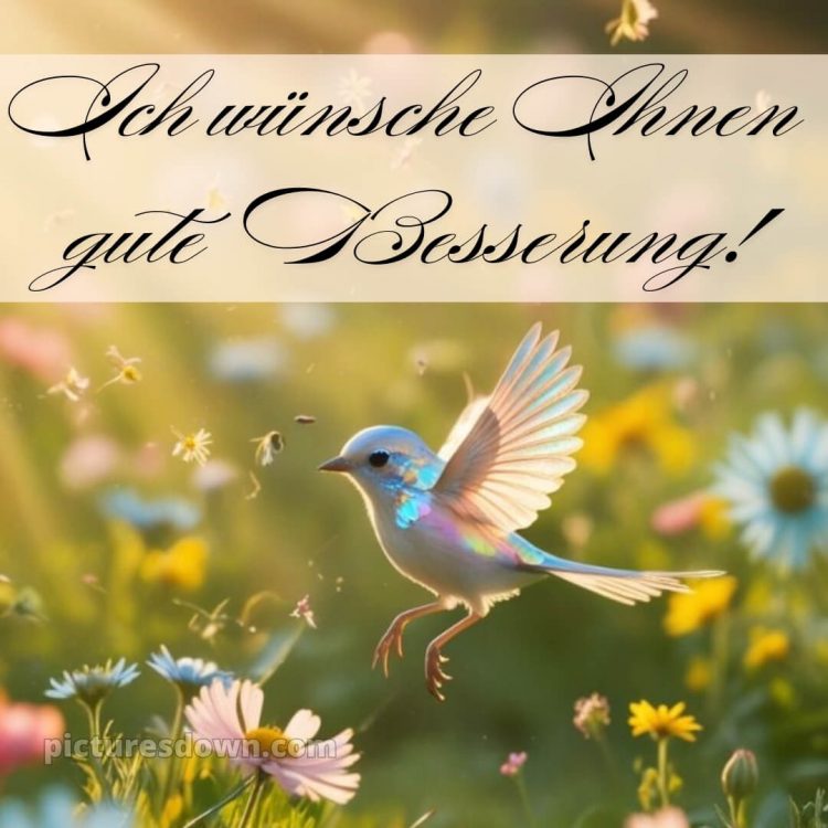 Ich wünsche ihnen gute besserung bild Vogel kostenlos