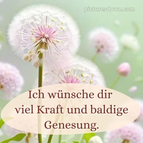 Ich wünsche ihnen gute besserung bild Löwenzahn kostenlos