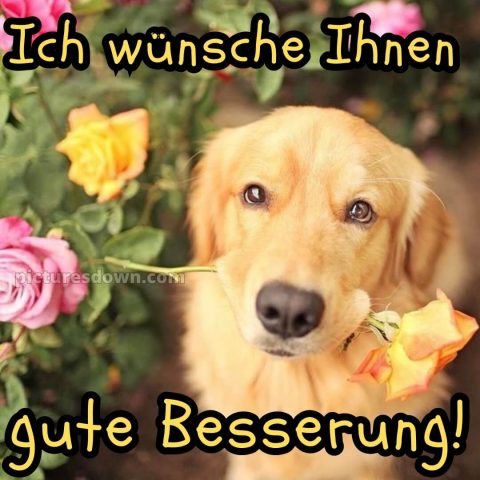 Ich wünsche ihnen gute besserung bild Hund kostenlos