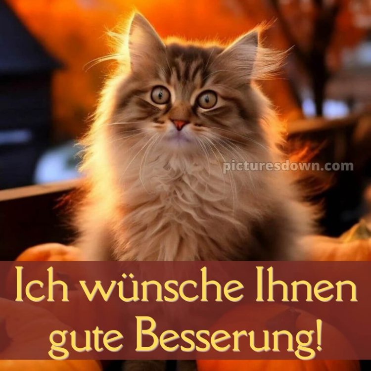 Ich wünsche ihnen gute besserung bild Katze kostenlos
