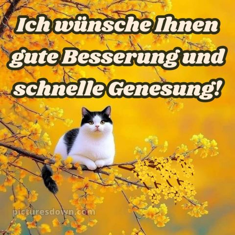 Ich wünsche ihnen gute besserung und schnelle genesung bild Katze kostenlos