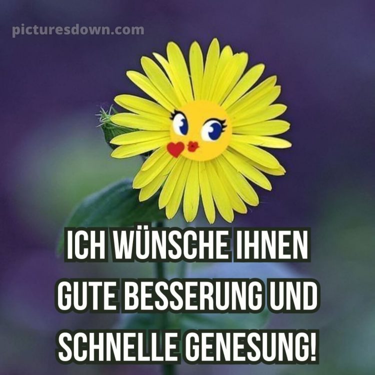 Ich wünsche ihnen gute besserung und schnelle genesung bild Blume kostenlos