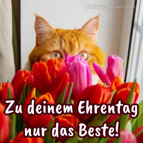 Whatsapp blumenstrauß geburtstag bild Katze kostenlos
