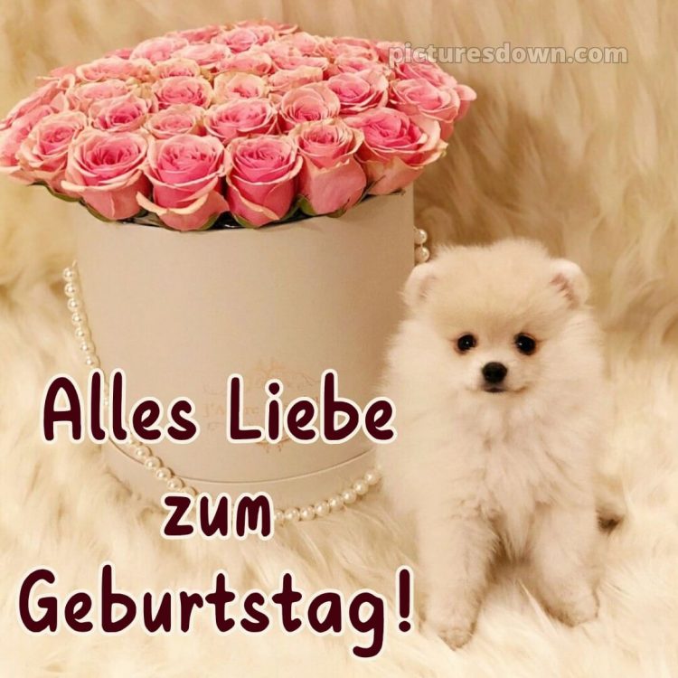 Whatsapp blumenstrauß geburtstag bild Hund kostenlos