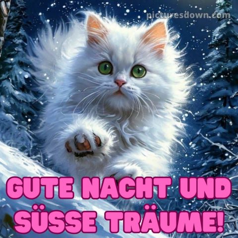 Gute nacht bilder für whatsapp bild weiße Katze kostenlos