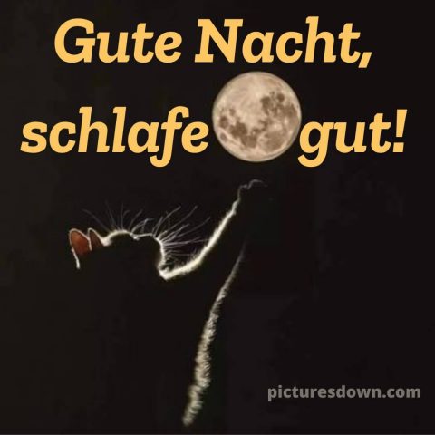 Gute nacht bilder für whatsapp bild Katzenpfote kostenlos