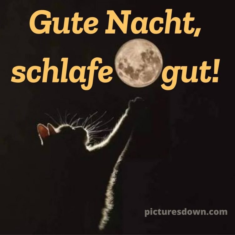 Gute nacht bilder für whatsapp bild Katzenpfote kostenlos