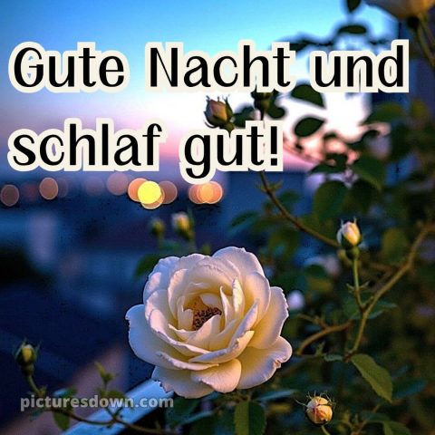 Gute nacht bilder für whatsapp kostenlos bild einzelne Blume kostenlos