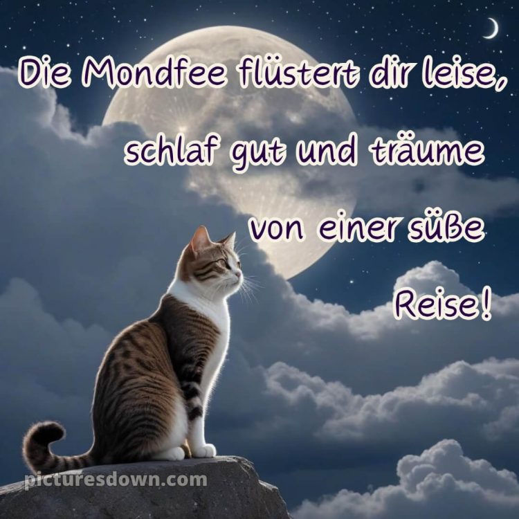 Gute nacht bilder für whatsapp kostenlos bild Katze kostenlos