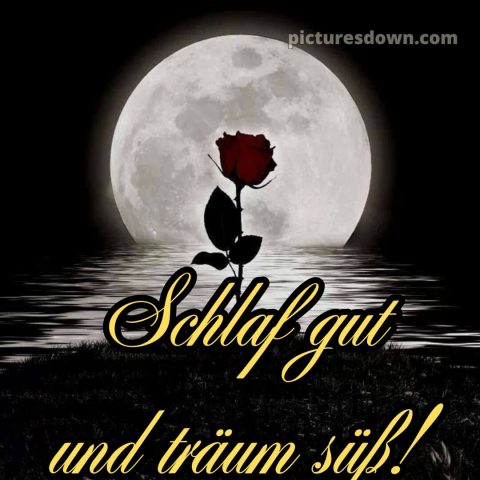 Gute nacht bilder kostenlos whatsapp bild Rose kostenlos