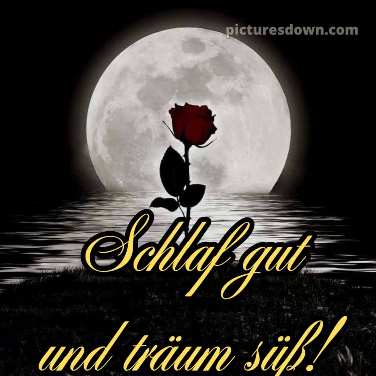 Gute nacht bilder kostenlos whatsapp bild Rose kostenlos