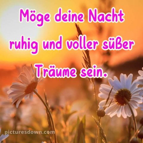 Gute nacht bilder kostenlos whatsapp bild Gänseblümchen kostenlos