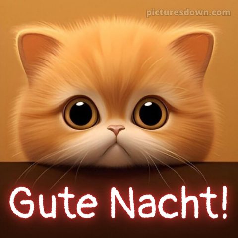 Gute nacht bilder kostenlos whatsapp lustig neu bild Kätzchen kostenlos