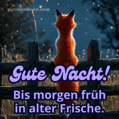 Gute nacht bilder kostenlos whatsapp lustig neu bild Fuchs kostenlos