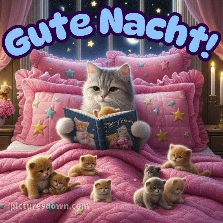 Gute nacht bilder kostenlos whatsapp lustig neu bild kleine Kätzchen kostenlos
