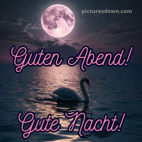 Guten abend gute nacht bilder für whatsapp kostenlos bild Schwan kostenlos