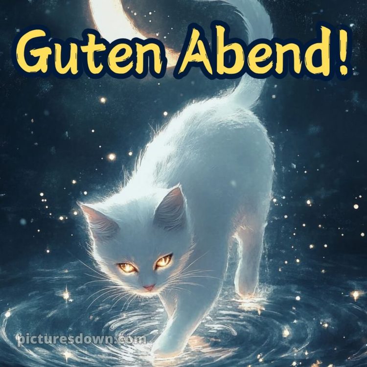 Guten abend gute nacht bilder für whatsapp kostenlos bild weiße Katze kostenlos