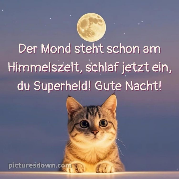 Guten abend gute nacht bilder lustig kostenlos für whatsapp bild Katze und Mond kostenlos