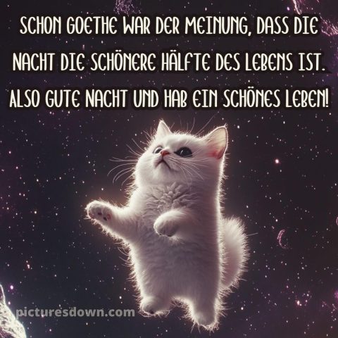 Guten abend gute nacht bilder lustig kostenlos für whatsapp bild Katze kostenlos