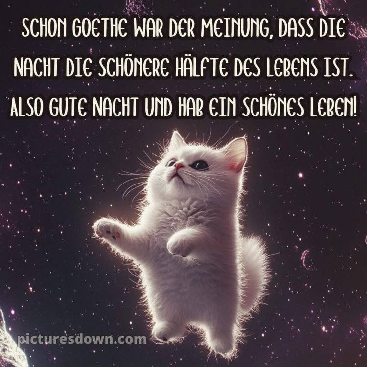 Guten abend gute nacht bilder lustig kostenlos für whatsapp bild Katze kostenlos