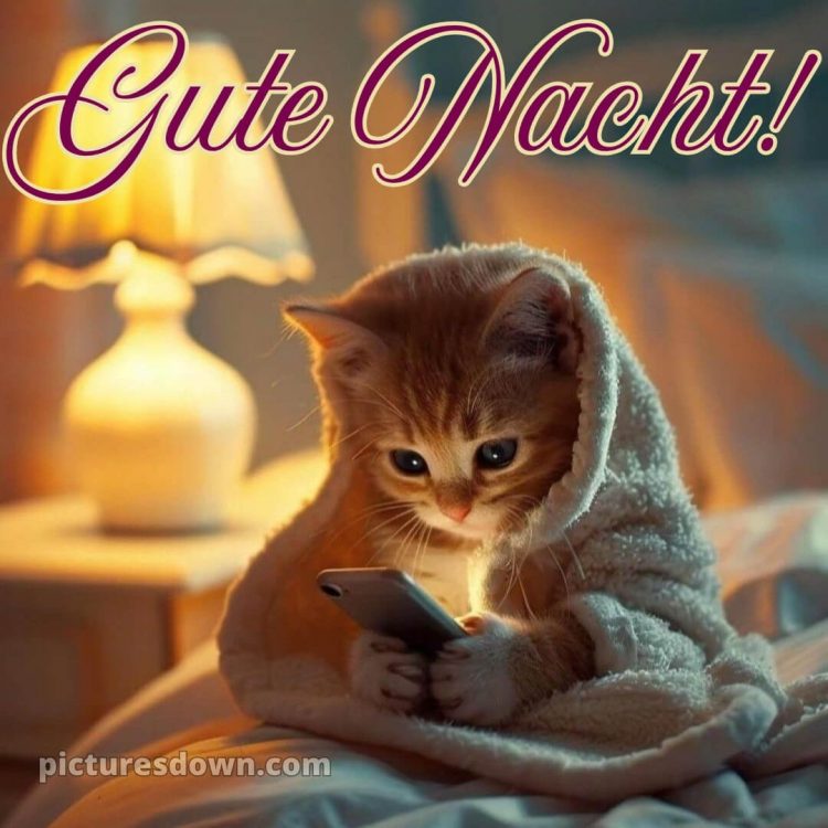 Guten abend gute nacht bilder lustig kostenlos für whatsapp bild Kätzchen kostenlos