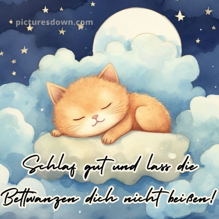 Lustige gute nacht bilder für whatsapp bild Katze kostenlos