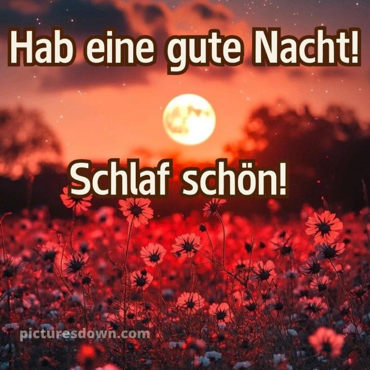 Schlaf gute nacht bilder für whatsapp kostenlos bild Blumen kostenlos