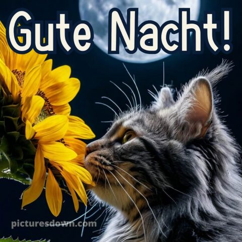 Schlaf gute nacht bilder für whatsapp kostenlos bild Sonnenblume kostenlos
