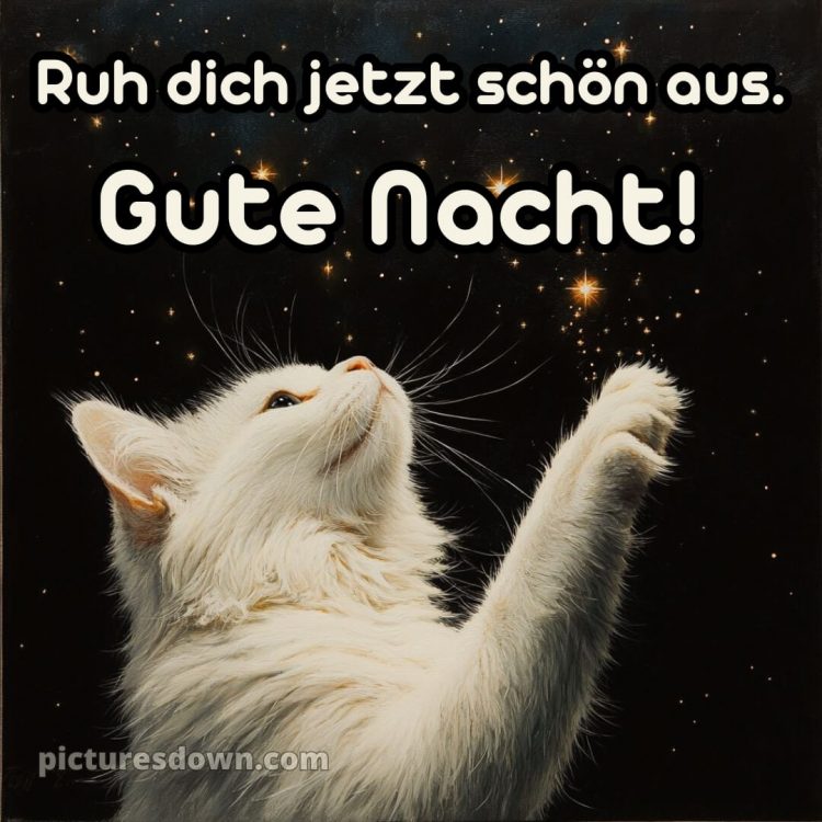 Schlaf gute nacht bilder für whatsapp kostenlos bild Katze kostenlos