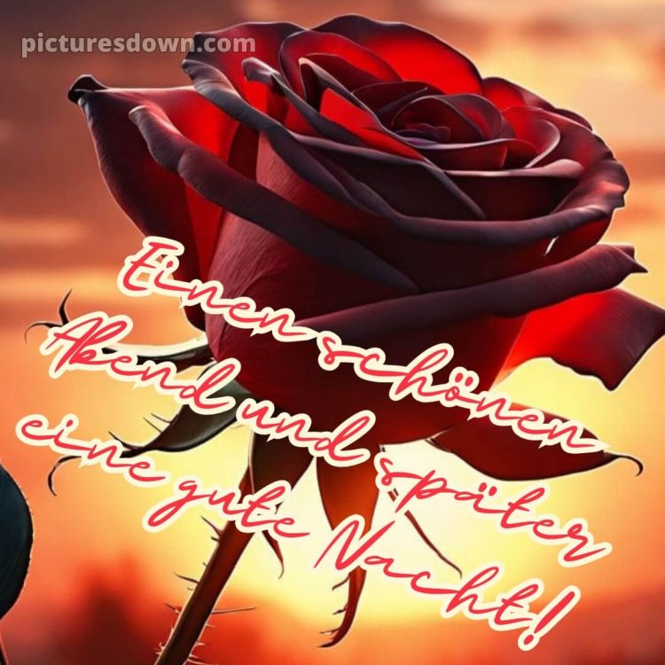 Schönen abend und später eine gute nacht bilder kostenlos whatsapp bild Rose kostenlos