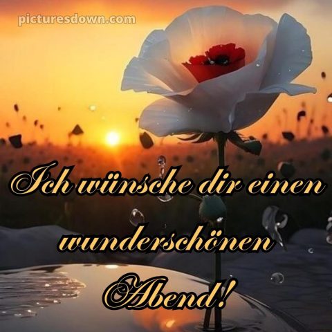 Schönen abend und später eine gute nacht bilder kostenlos whatsapp bild Blume kostenlos