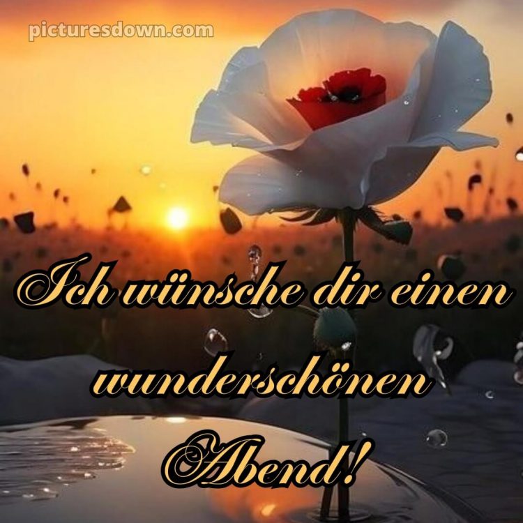 Schönen abend und später eine gute nacht bilder kostenlos whatsapp bild Blume kostenlos