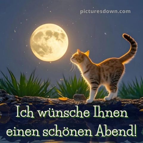 Schönen abend und später eine gute nacht bilder kostenlos whatsapp mittwoch bild Katze kostenlos