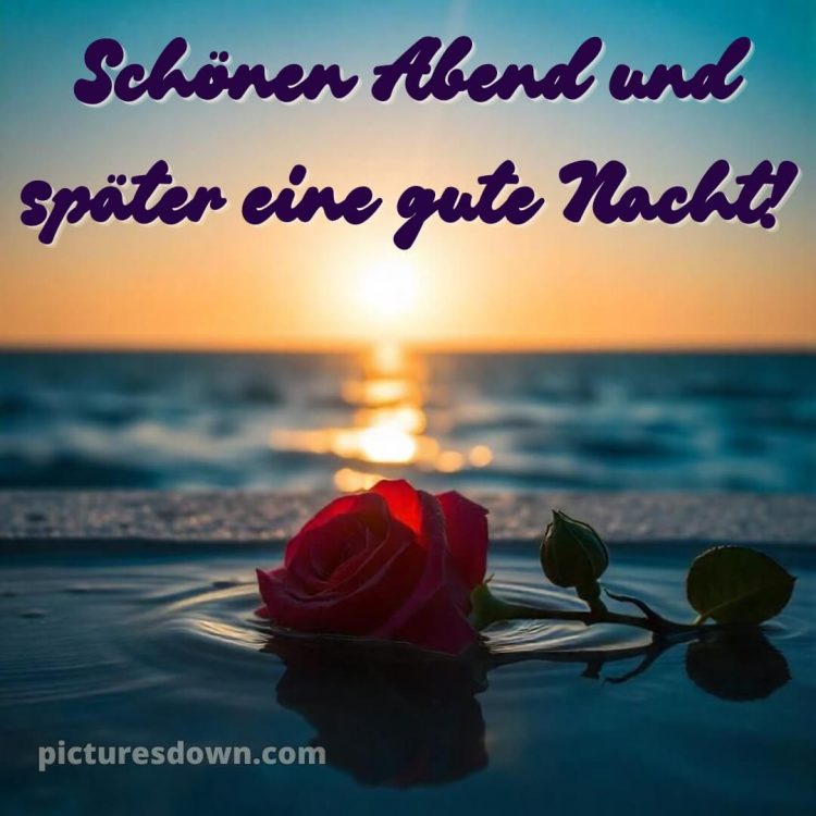 Schönen abend und später eine gute nacht bilder kostenlos whatsapp mittwoch bild Rose kostenlos