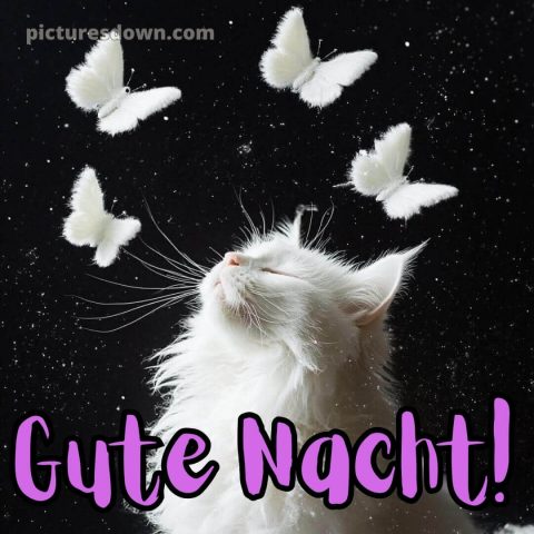 Süß gute nacht bilder für whatsapp bild weiße Katze kostenlos