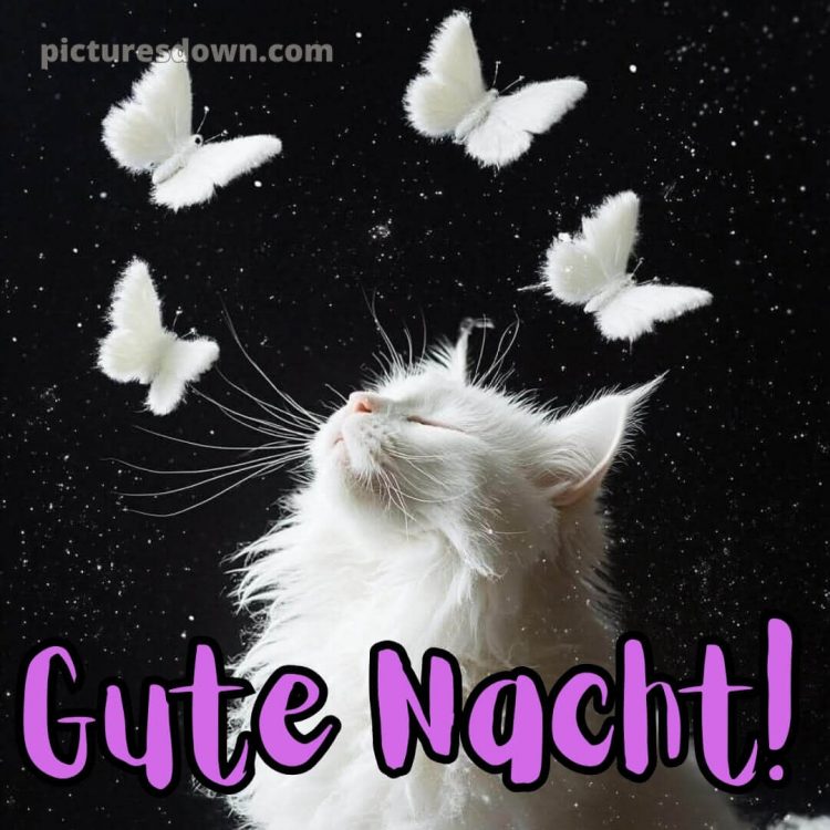 Süß gute nacht bilder für whatsapp bild weiße Katze kostenlos