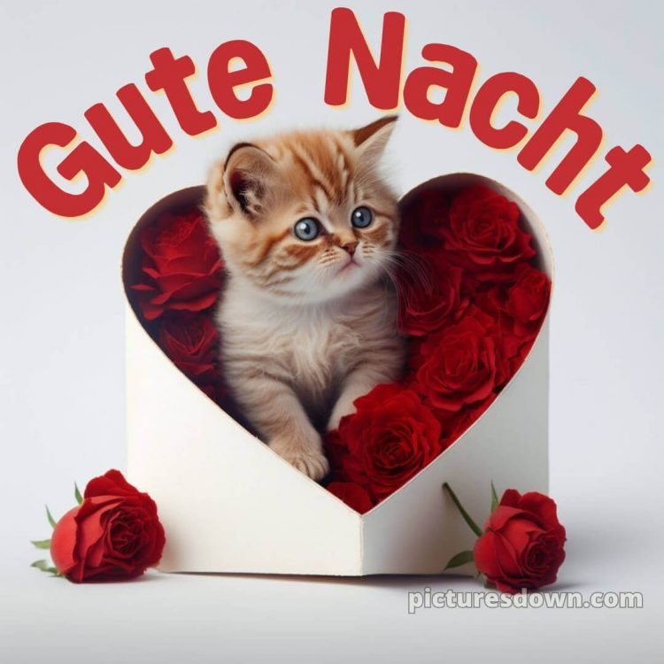 Süß gute nacht bilder für whatsapp bild Rosen kostenlos