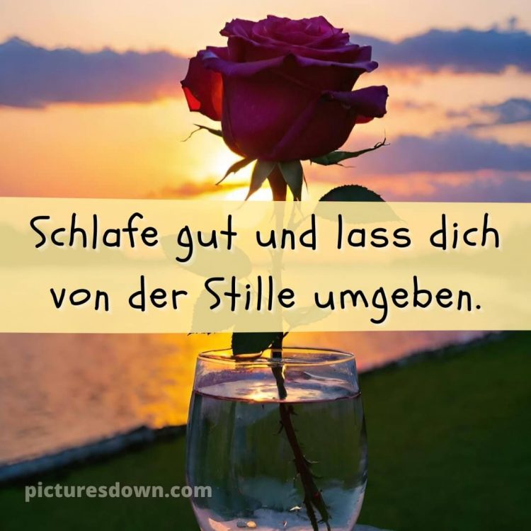 Whatsapp kostenlose gute nacht bilder kostenlos bild Rose kostenlos