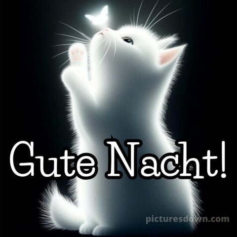 Whatsapp kostenlose gute nacht bilder kostenlos bild weiße Katze kostenlos