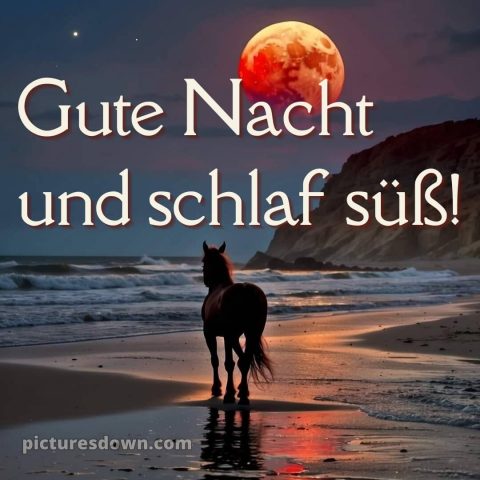 Whatsapp kostenlose gute nacht bilder kostenlos bild Pferd kostenlos