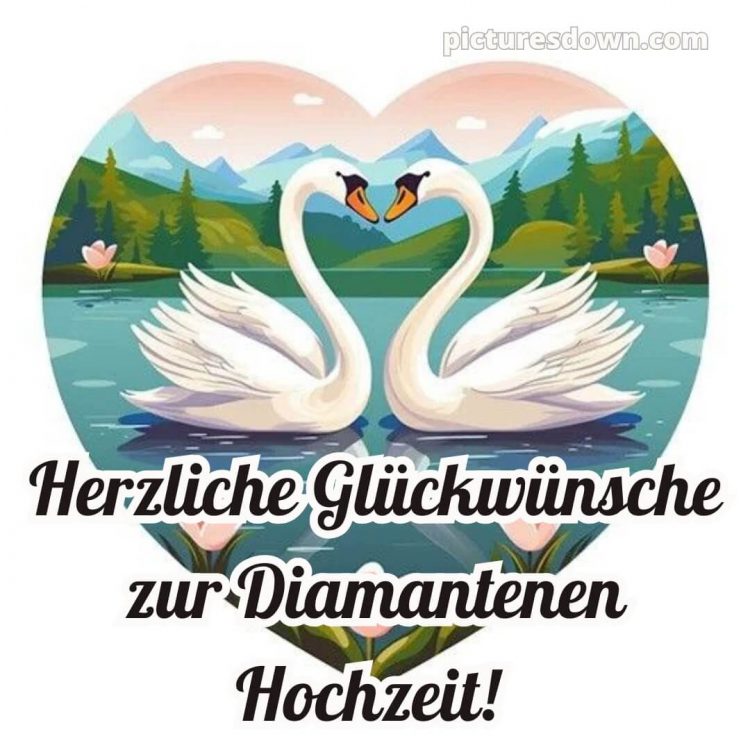 Kurze glückwünsche zur diamantenen hochzeit bild Schwäne kostenlos